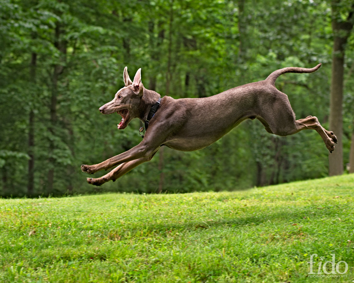 Flying Maverick